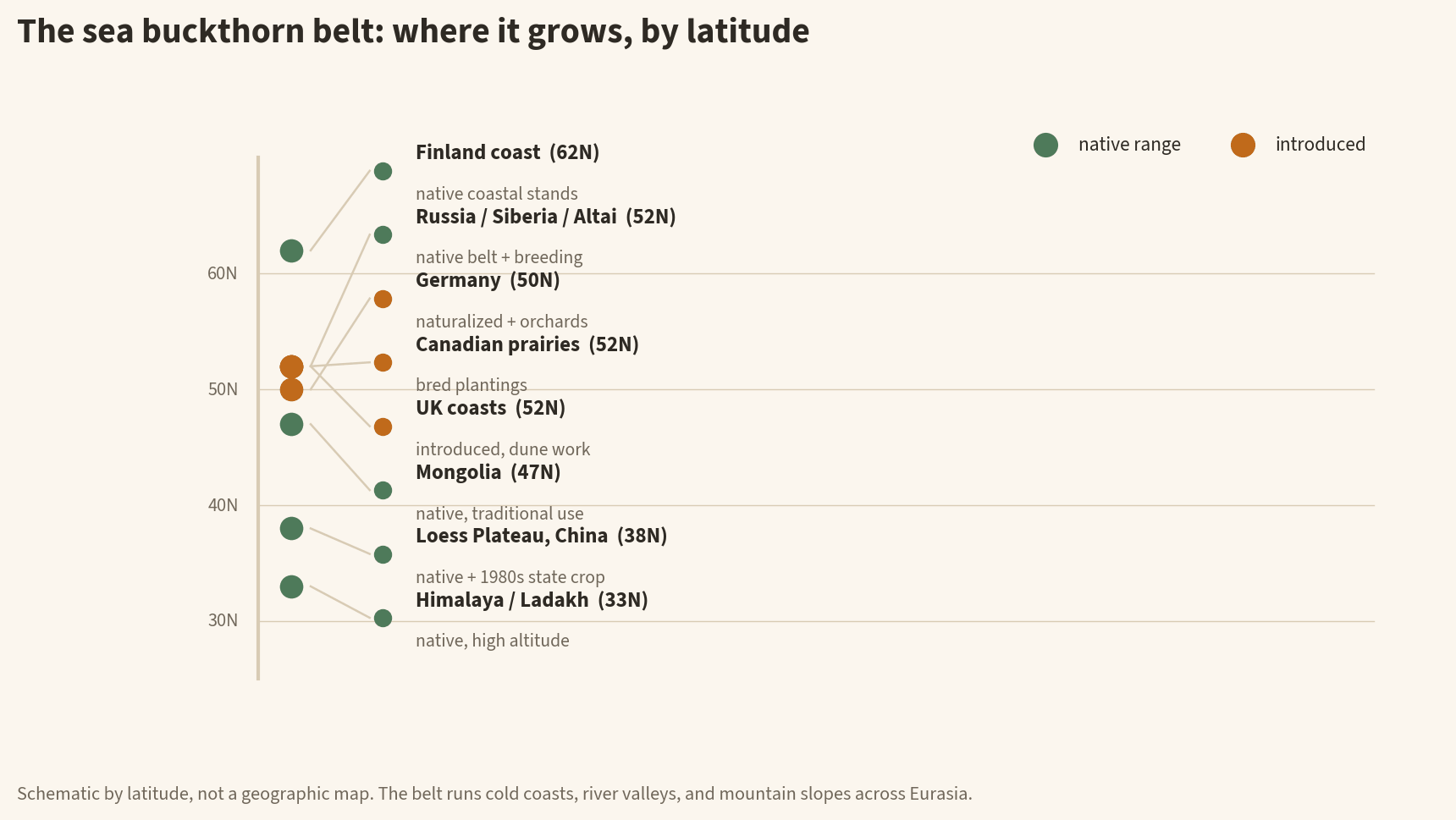 Latitude map infographic of the sea buckthorn belt: native in Finland coastal stands, Russia Siberia and Altai, Mongolia, the Loess Plateau of China, and the Himalaya; introduced in Germany, the Canadian prairies, and UK coasts