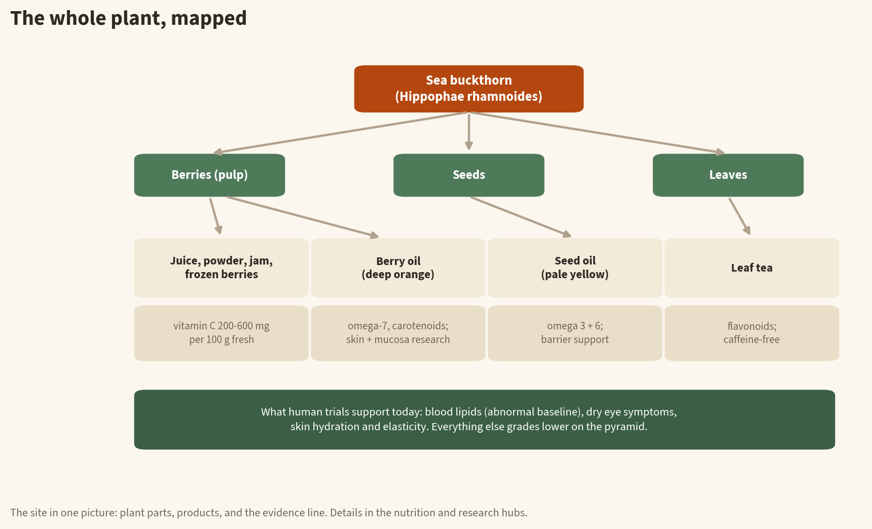 Entity map infographic of sea buckthorn: the shrub splits into berries, seeds, and leaves; berries become juice, powder, jam, frozen fruit, and deep orange berry oil; seeds become pale yellow seed oil; leaves become tea; human trials currently support blood lipids, dry eye symptoms, and skin hydration