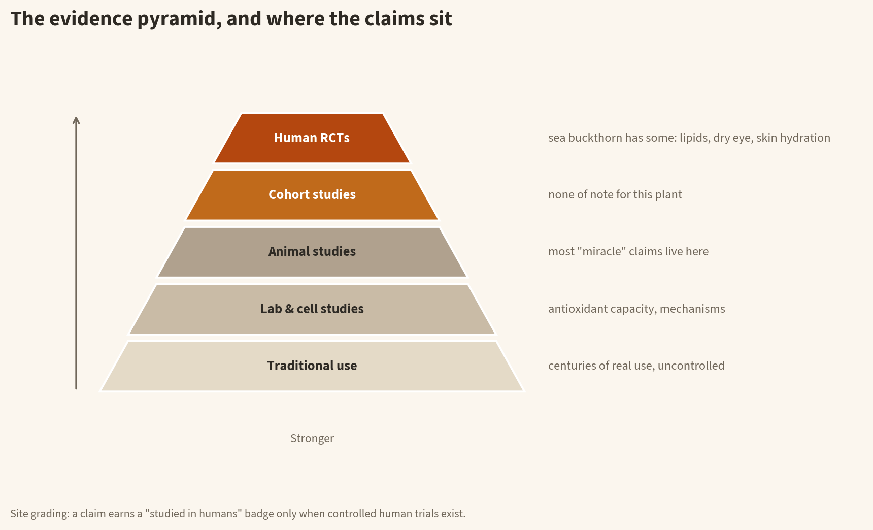 Evidence pyramid infographic: human RCTs at the top, then cohort studies, animal studies, lab and cell studies, and traditional use at the base, annotated with where sea buckthorn claims actually sit