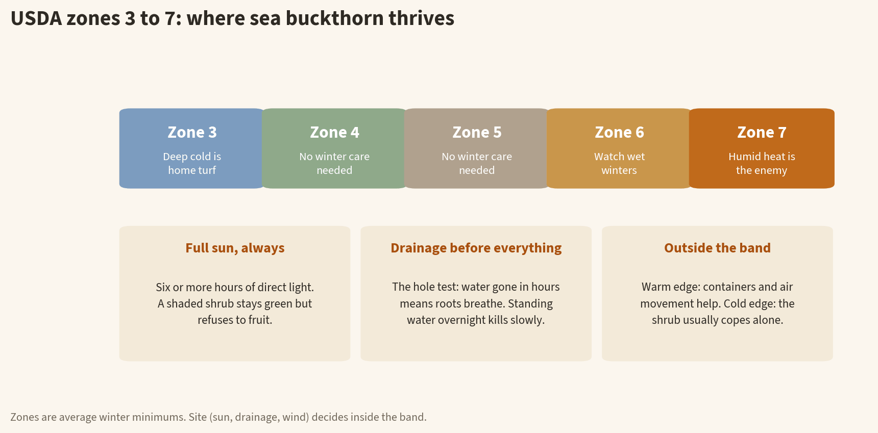 Infographic of USDA zones 3 to 7 for sea buckthorn: deep cold is home turf in zone 3, no winter care needed in zones 4 and 5, watch wet winters in zone 6, humid heat is the enemy in zone 7, with universal rules of full sun and fast drainage