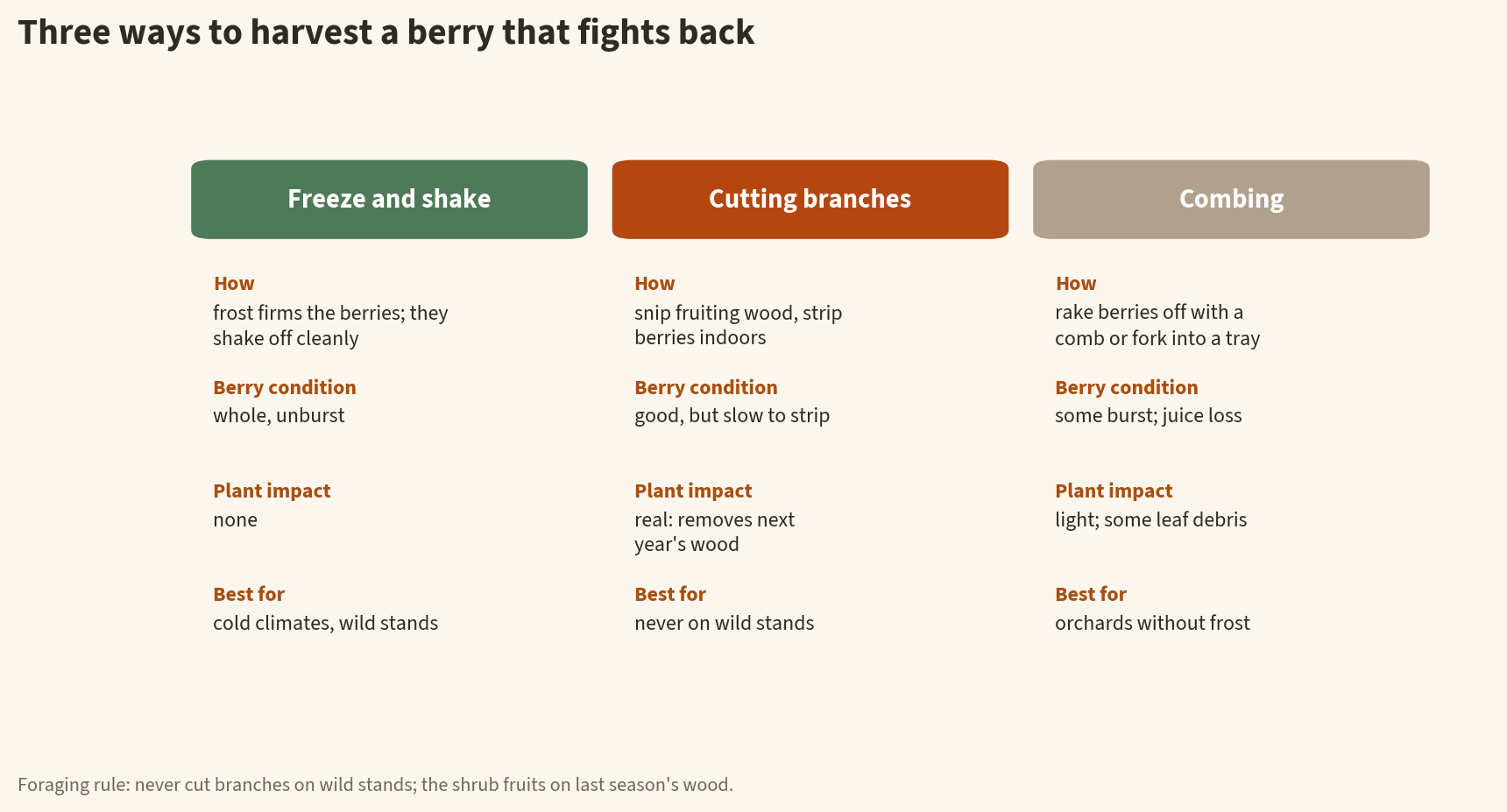 Infographic comparing three sea buckthorn harvest methods: freeze and shake gives whole unburst berries with no plant impact, cutting branches is fast but removes next year's fruiting wood, and combing works without frost but bursts some berries