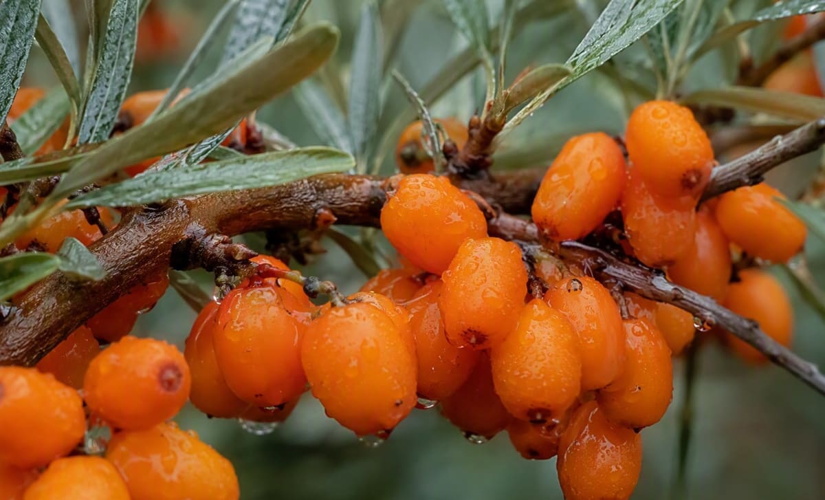 Close-up of ripe orange sea buckthorn berries clustered on a thorny branch