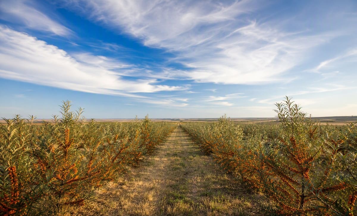 Sea buckthorn orchard rows on the Canadian prairie under a big open sky