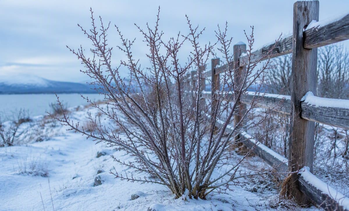 A leafless sea buckthorn shrub standing in light snow beside a wooden fence