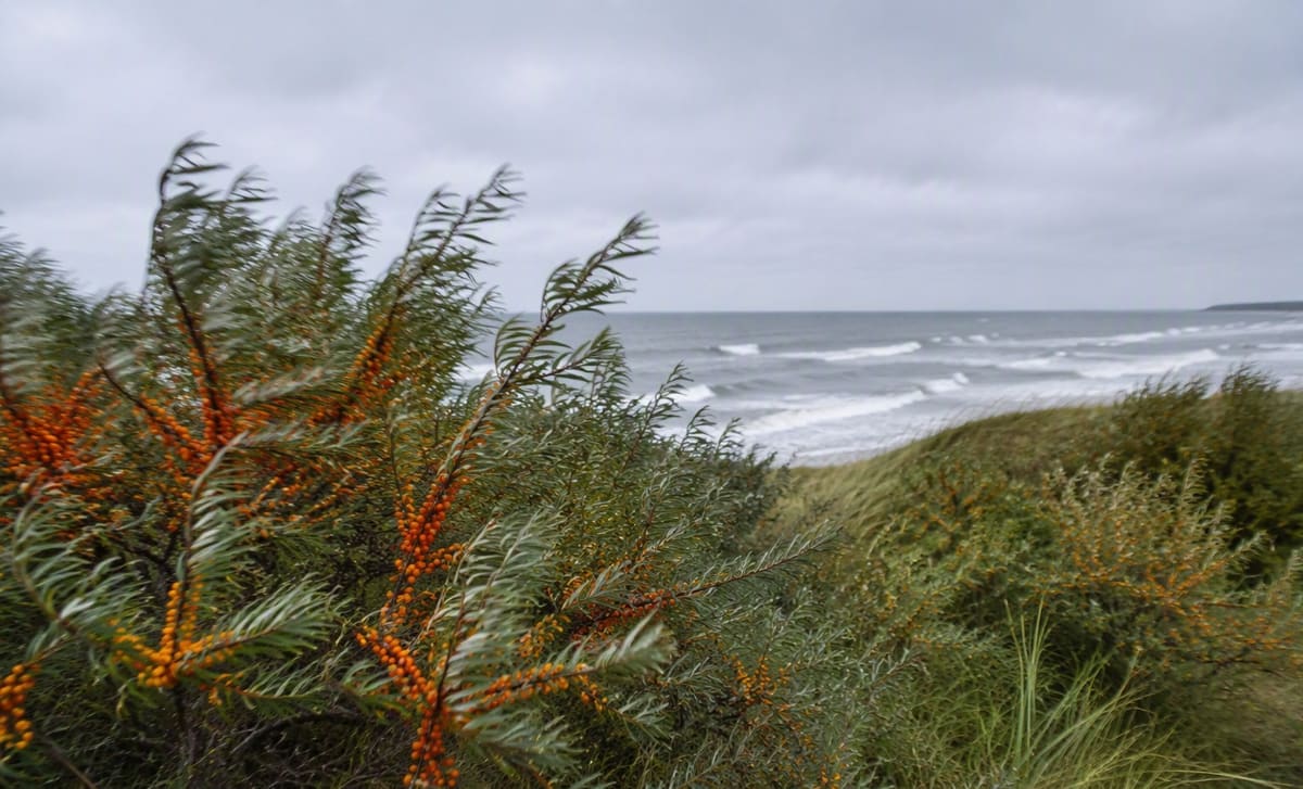 Wild sea buckthorn bushes on a windy European coastal dune by a grey sea