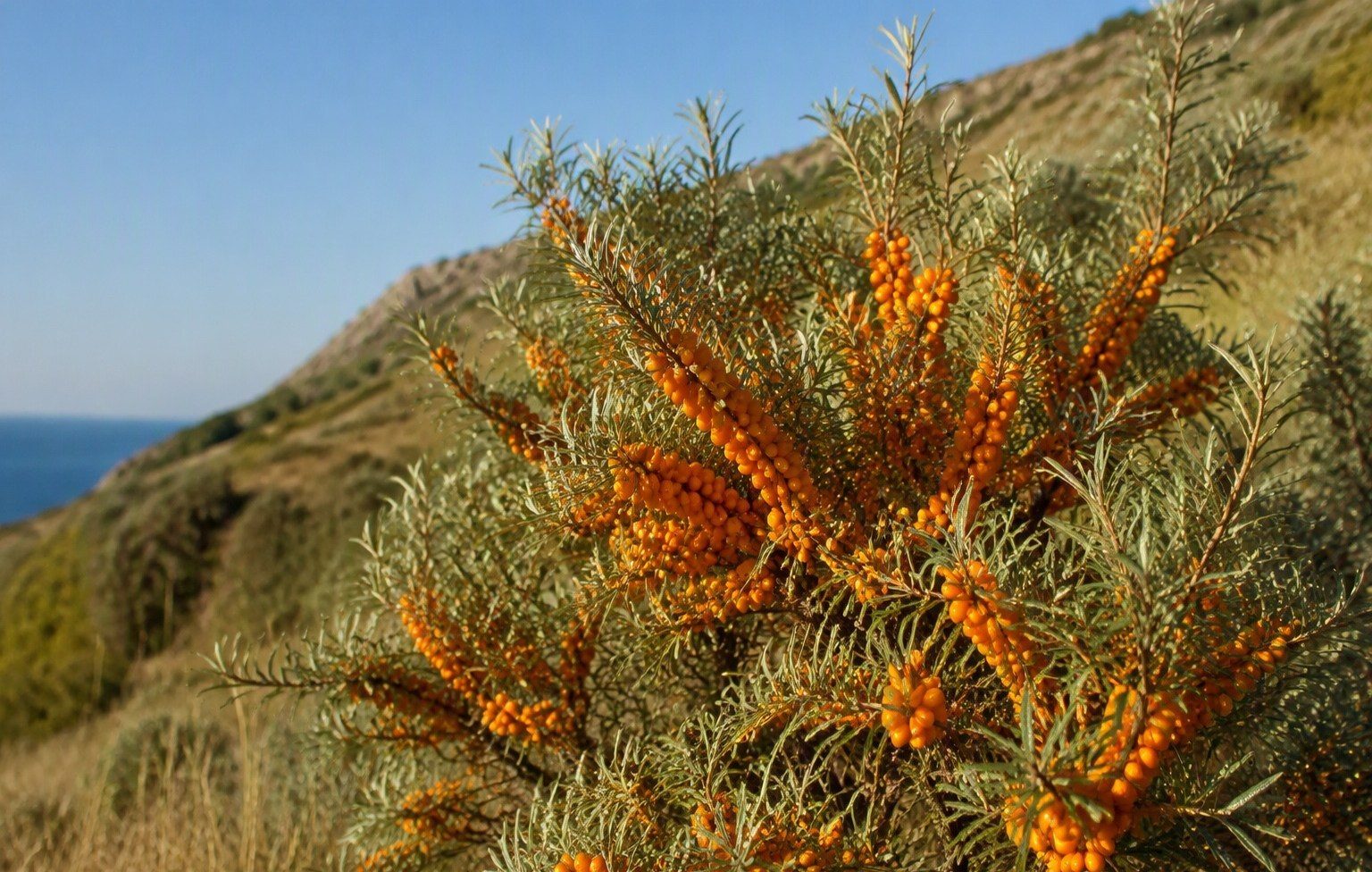 A sea buckthorn shrub heavy with orange berries on a sunny hillside