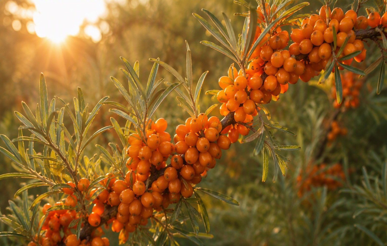 A sea buckthorn branch heavy with bright orange berries backlit by golden sun