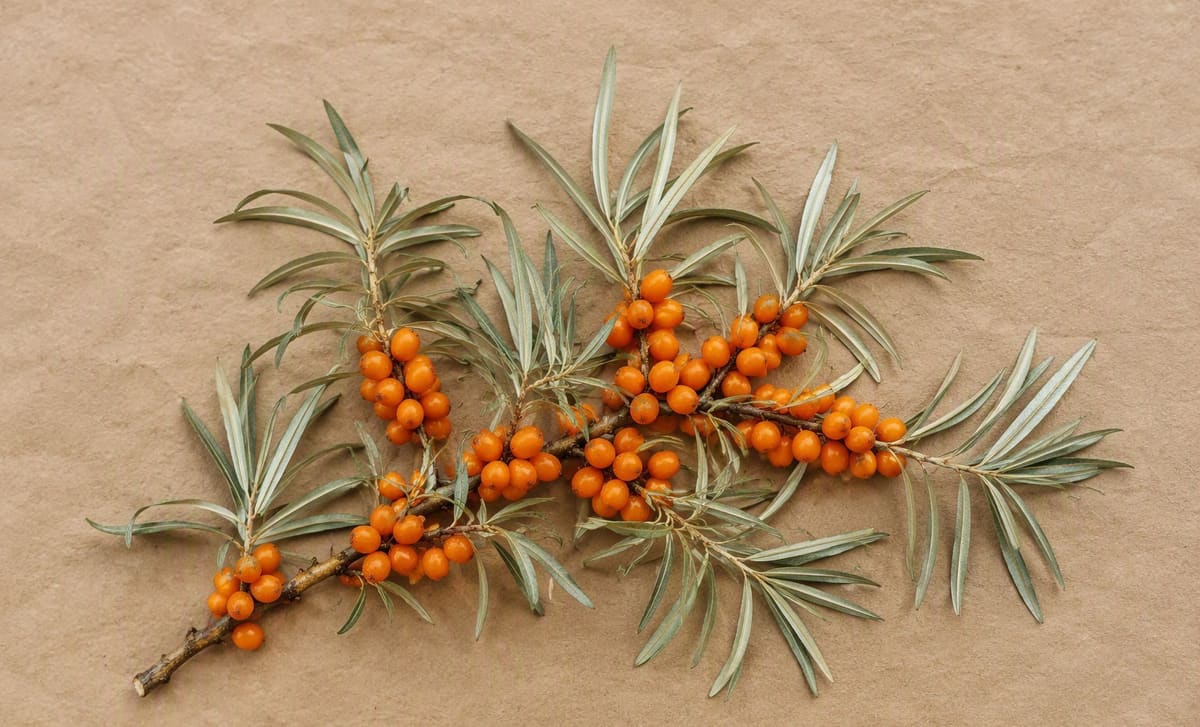 A sea buckthorn branch with silver-backed leaves and berries laid on kraft paper