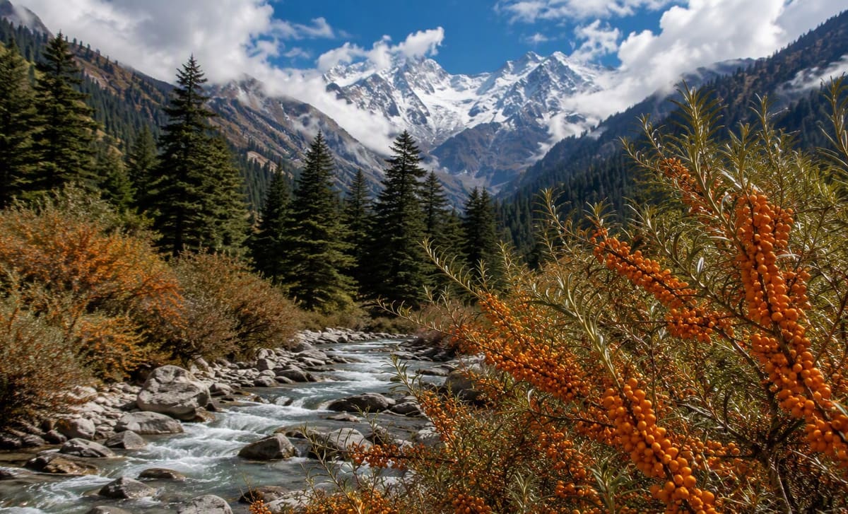 Wild sea buckthorn along a rocky mountain stream in Himachal Pradesh