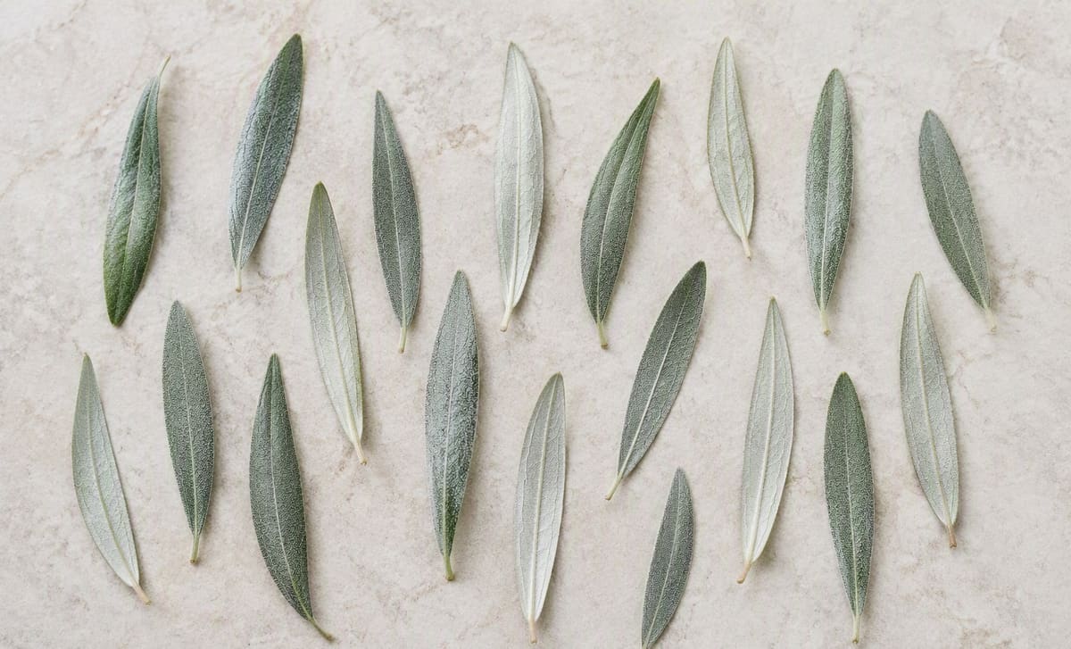 Narrow silver-backed sea buckthorn leaves arranged on a pale stone surface