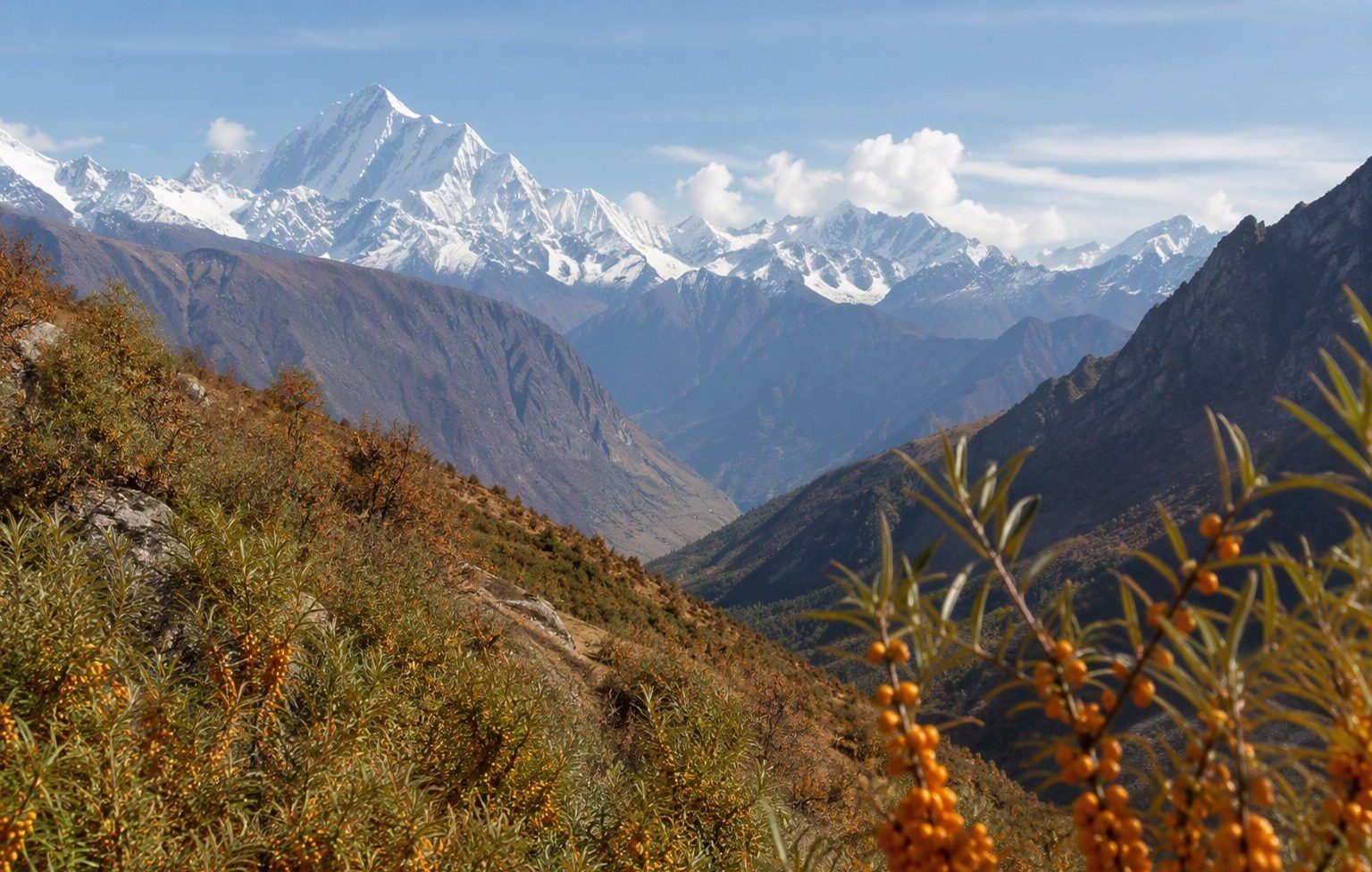 Sea buckthorn bushes with orange berries on a mountain valley slope below snowy peaks
