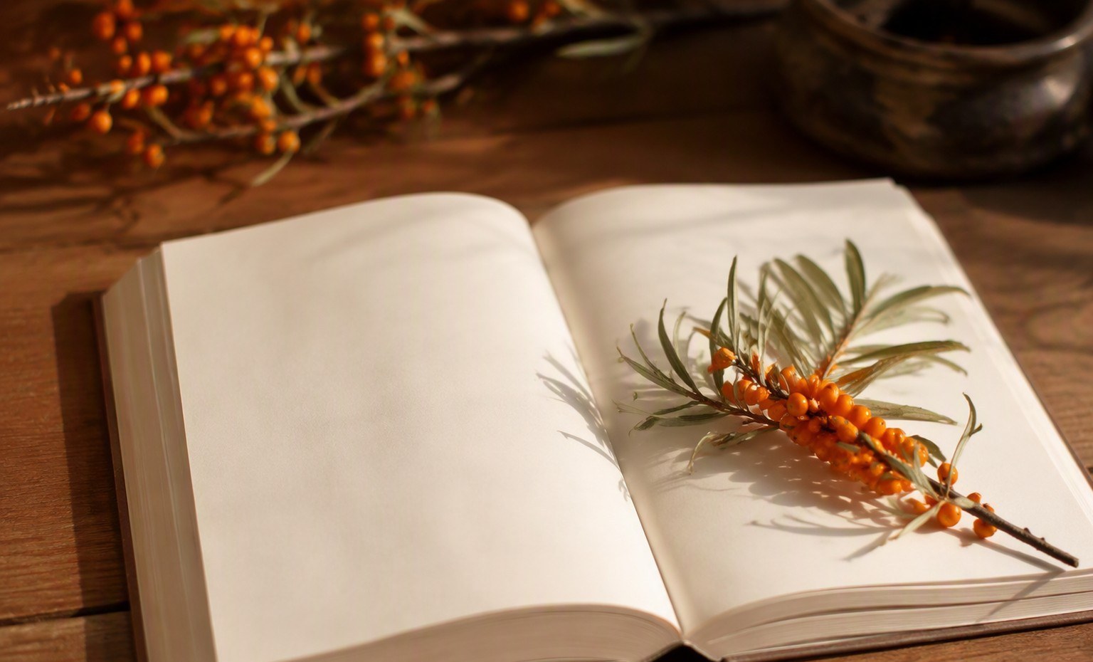 An open blank-paged book with a sprig of sea buckthorn berries and silvery leaves on it