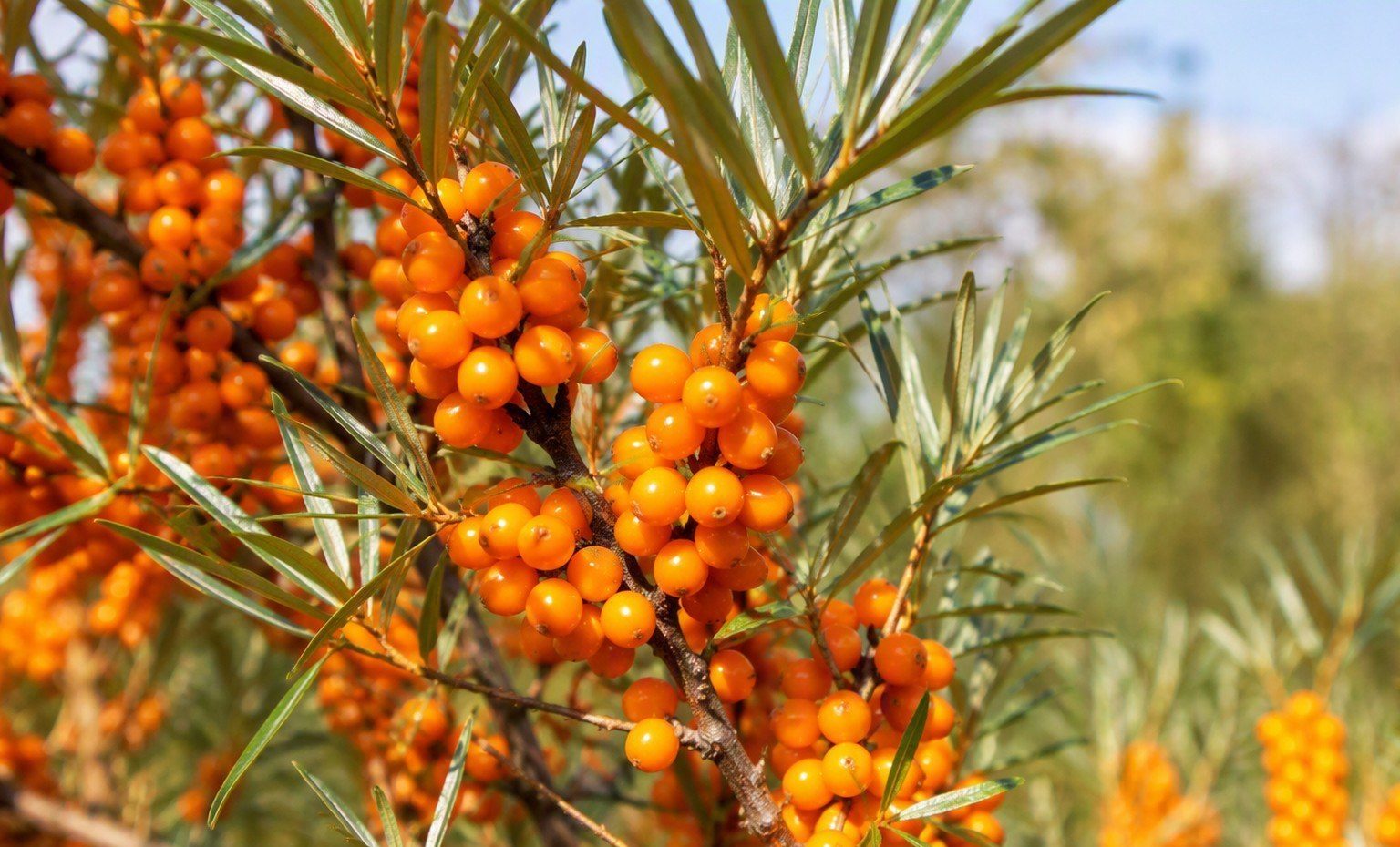 Close-up of a sea buckthorn branch with bright orange berries and narrow silvery-green leaves