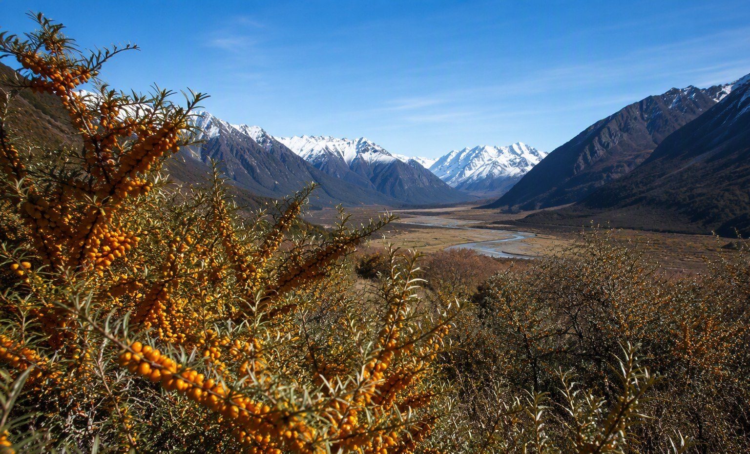 Sea buckthorn bushes heavy with orange berries in a mountain valley below snowy peaks