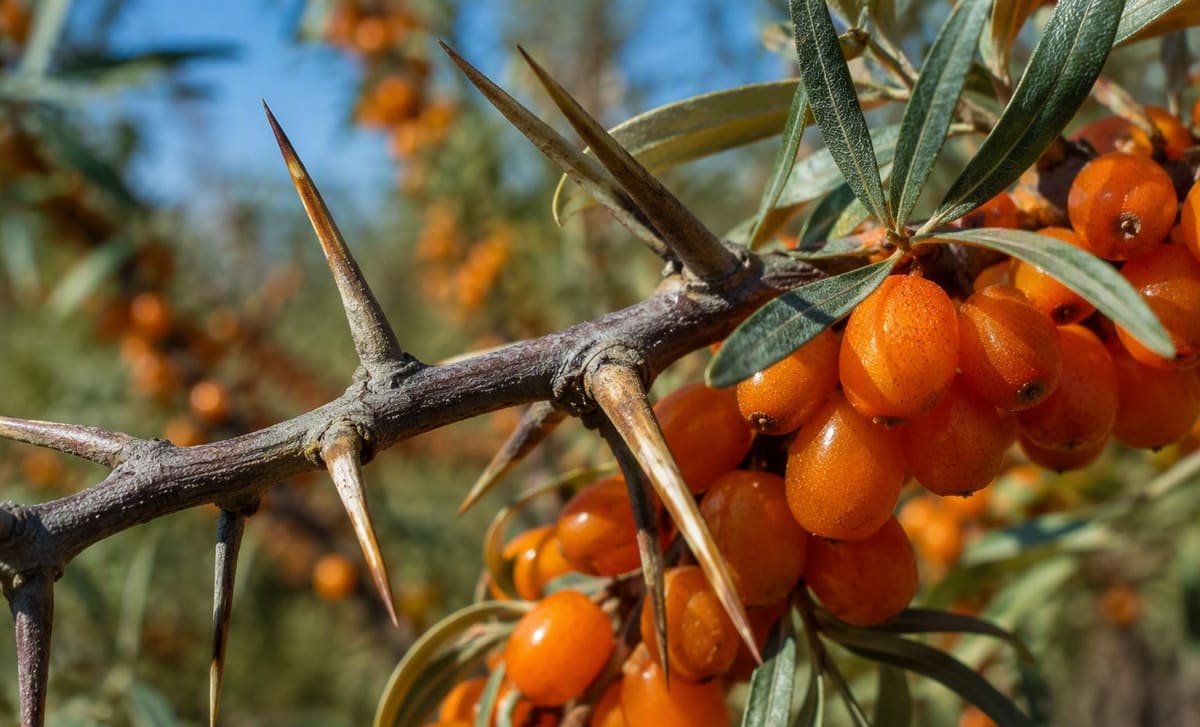 Long sharp thorns on a sea buckthorn branch beside orange berries