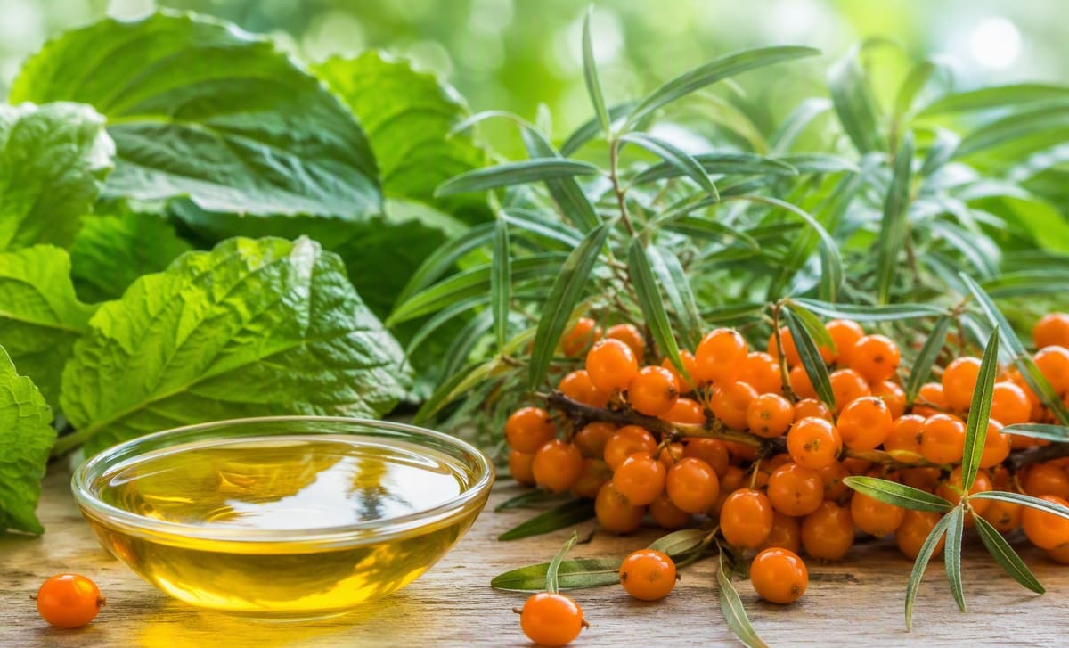 Sea buckthorn berries and a dish of oil beside fresh green leaves